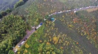 搶看銀杏林　鹿谷大崙山驚見貪食蛇