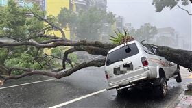 花蓮間歇性強風豪雨  路樹壓毀自小客車（2）颱風圓規外圍環流影響，花蓮11日出現間歇性強風豪雨，花蓮市中山路一棵樹齡約20年樟樹突然傾倒，壓在停放路邊的休旅車頂上，駕駛受到驚嚇及輕微擦傷。（民眾提供）中央社記者李先鳳傳真  110年10月11日