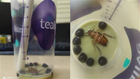 珍奶喝到剩1口！杯底驚見大隻蟑螂　老闆：店裡只有小隻的（圖／翻攝自Perfect perfume臉書）