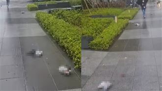 疑圓規颱風釀禍！鴿子大街集體暴斃…