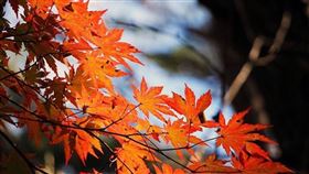  
▲節氣「寒露」已經來到囉。（示意圖／翻攝自Pixabay）
