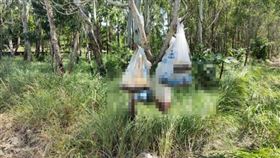 嘉義樹林飄惡臭！驚見8具貓屍「掛樹頭」　遍地屍水慘況曝（圖／翻攝自嘉義縣府網站）