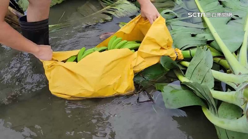 12級風襲花蓮！香蕉倒一片欲哭無淚