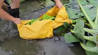 12級風襲花蓮！香蕉倒一片欲哭無淚