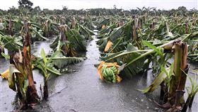 颱風環流挾風雨襲花蓮  農損慘重颱風圓規外圍環流挾帶豐沛雨量，花蓮地區全天間歇雨勢不斷，農損慘重，整體狀況仍在評估，初估影響面積超過160公頃，可能持續擴大。圖為壽豐鄉香蕉樹攔腰折斷、泡水。（花蓮縣政府提供）中央社記者張祈傳真  110年10月12日