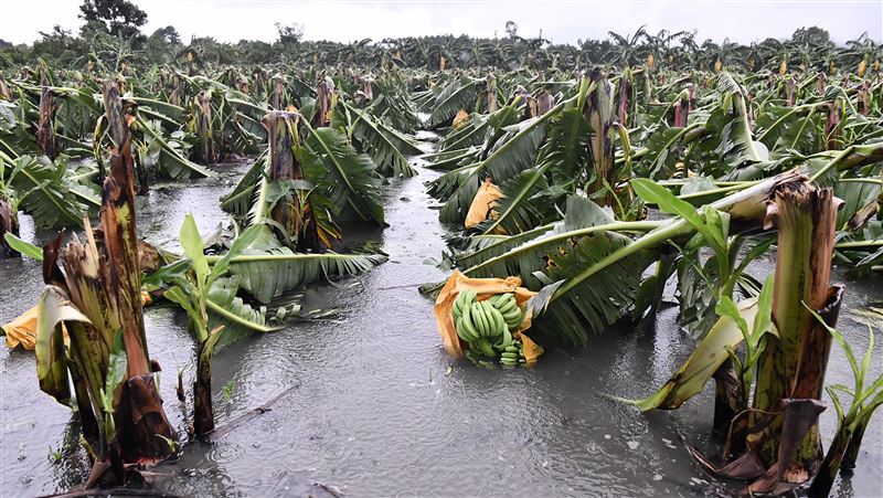 圓規颱風致農損1088萬　花蓮最多