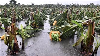 圓規颱風致農損1088萬　花蓮最多