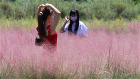 遊客搶拍集集粉黛亂子草  脫口罩亂象多南投集集鎮一處農地種植有害雜草粉黛亂子草，違反植物防疫，業者著手清除，29日最後一天營業，吸引遊客搶拍，人潮也帶來亂象，違規停車、脫口罩合影等。中央社記者蕭博陽南投攝  110年8月29日