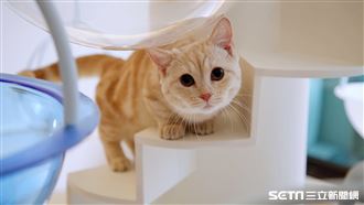 被貓咪額頭撞出愛意！獸醫揭最暖回應