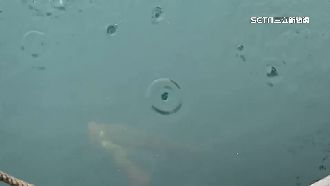 水怪來了？日月潭面「冒泡」奇景掀議