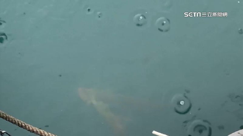 抽乾湖水獵「巨型水怪」專家：恐吃人