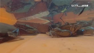 台紅蟳每年進口4億元　養殖僅占1成