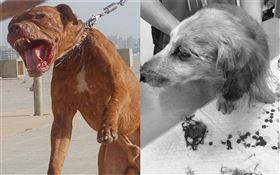 比特犬、臘腸狗（合成圖／翻攝自維基百科、爆料公社公開版）