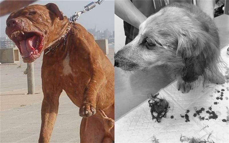 臘腸狗遭撕咬噴血　比特犬飼主竟嗆聲