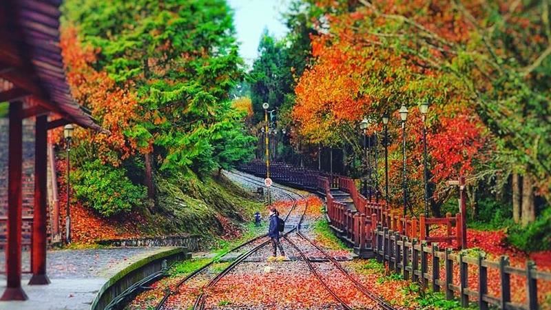 阿里山「紅葉鐵道」來了　限定快來搶