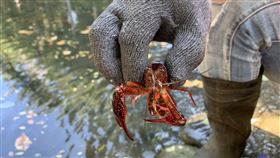 小龍蝦,美國螯蝦,護城河,新竹市（圖／新竹市政府提供）