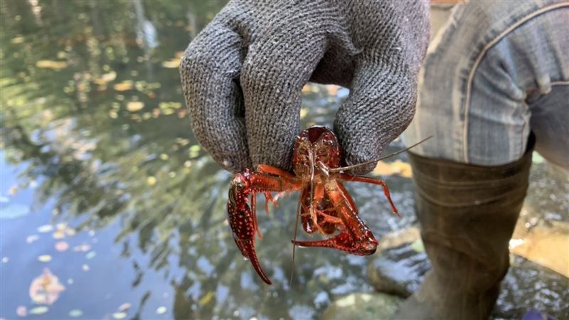 新竹護城河有「龍蝦」　5天抓3千隻