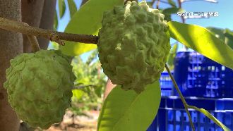 新鳳梨釋迦保單　保每公頃收入40萬