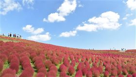 日本茨城縣國營常陸海濱公園的「掃帚草」季節14日起登場，有如圓球的「掃帚草」已全部轉紅。（圖／翻攝自国営ひたち海浜公園推特）
