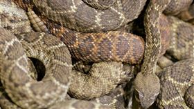 響尾蛇，圖／路透社／達志影像