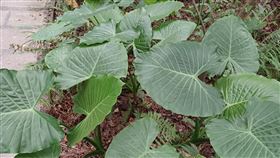 姑婆芋(記者陳弋攝影)