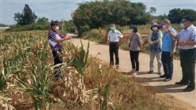 金門持續少雨高粱受災  縣府邀農委會初勘（2）金門縣今年總降雨量截至15日為止僅有427公厘，水情不樂觀，也影響高粱生長。金門縣政府16日表示，經農委會相關單位人員勘災後，初步認定已符合天然災害救助標準。（金門縣政府提供）中央社記者黃慧敏傳真  110年10月16日