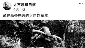 虎豹潭,跳水,護具,主辦(翻攝自 臉書)