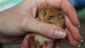 歐洲保育類動物睡鼠（Edible dormice）（圖／路透社／達志影像）