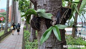 行道樹遭插釘（讀者提供）