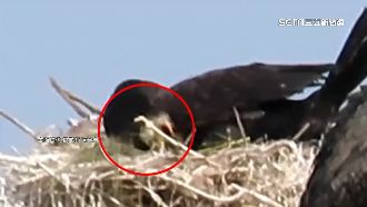 本土鸕鶿寶寶破殼　鰲鼓溼地喜氣洋洋