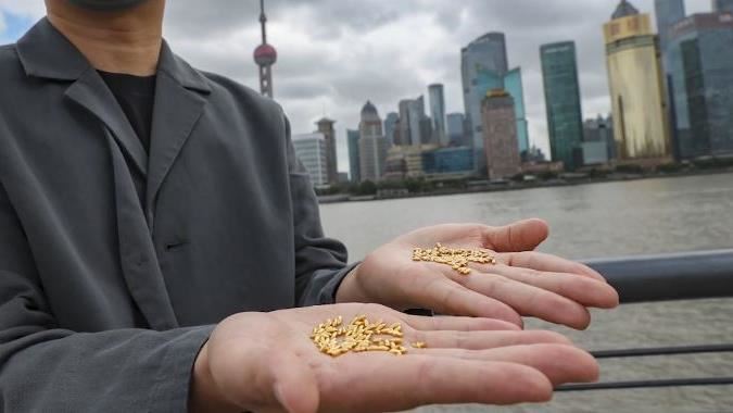 砸87萬製「純金大米」！陸男沿街撒