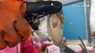 獨／進口暴增　台灣牡蠣產值消失上億