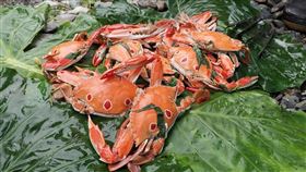 「秋蟹肥」怎料理？泰雅原住民加刺蔥　老饕一吃驚呆超美味 三點蟹 螃蟹 海蟹（圖／翻攝自《八戒部落Ba Gai Depth Traveling》）