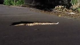 ▲台東縣鹿野鄉發生一起百步蛇被民眾打殘事件！ （圖／記者王浩原攝影）