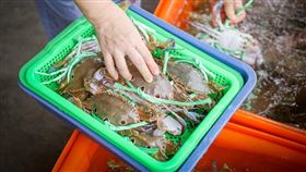 假日市集螃蟹生猛又新鮮，現吃帶回家都超棒（圖／新北市漁業處提供）