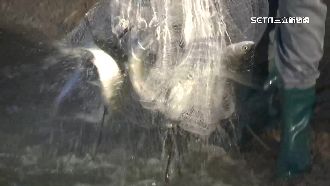 虱目魚池邊包養　價格飆1台斤45元