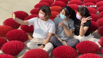 嘉義在地艷紅波波草　「香腳花」吸睛