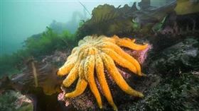 ▲漁民捕獲瀕危的向日葵海星，特殊外觀引發熱議。（圖／翻攝自Hakai Institute）