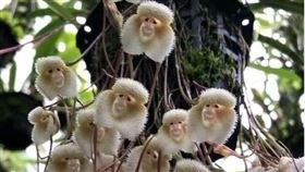 長的像猴臉的花，猴面小龍蘭，鄭明典臉書分享有趣的花 (圖／翻攝自鄭明典臉書)