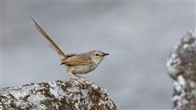 ▲ 斑紋鷦鶯（圖／特生中心提供_黃國維攝）