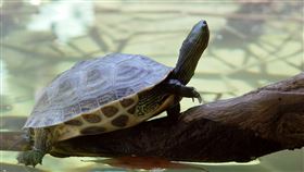 斑龜。（圖／翻攝自維基百科，作者：Howard Cheng，CC BY-SA 3.0）