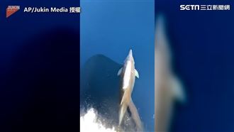 超萌海豚花式航行　華麗旋轉5圈半