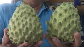 ▲ 台東鳳梨釋迦近期因為受到中國禁令，農民都擔心今年心血白費，頭批產農彷彿變成「孤兒」。（圖／記者王浩原提供）