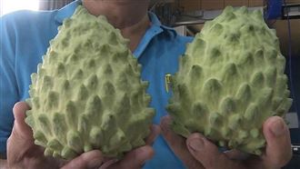 ▲ 台東鳳梨釋迦近期因為受到中國禁令，農民都擔心今年心血白費，頭批產農彷彿變成「孤兒」。（圖／記者王浩原提供）