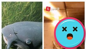 廣西有人把鯰魚養成蝌蚪（組合圖／翻攝自Pixabay圖庫與沸點視頻微博）