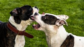 美國史特富郡梗（American Staffordshire Terrier）圖／翻攝自Pixabay