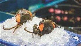 ▲秋天正是品嘗肥美秋蟹之刻。（圖／陳晉生提供）