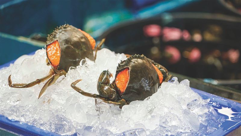 食慾之秋　梧棲清水嘗海味