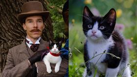 《天才貓奴畫家》「奇異博士」演技派巨星班尼迪克康柏拜區。（圖／台北双喜電影提供）