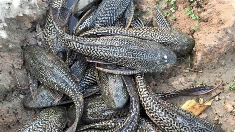 隨便抓都有！桃園埤塘「異形魚」肆虐